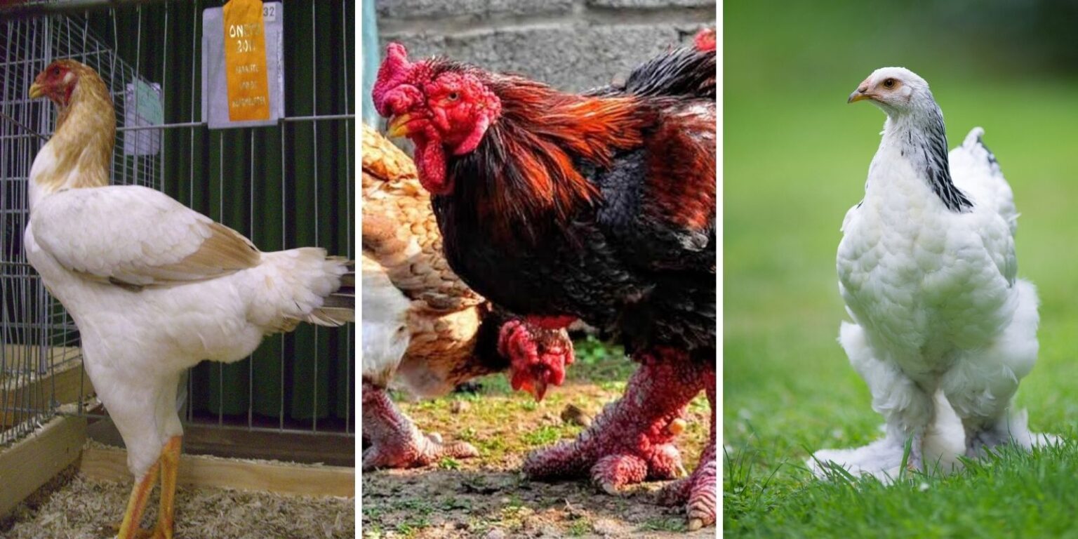 what%ca%bcs the biggest chicken in the world