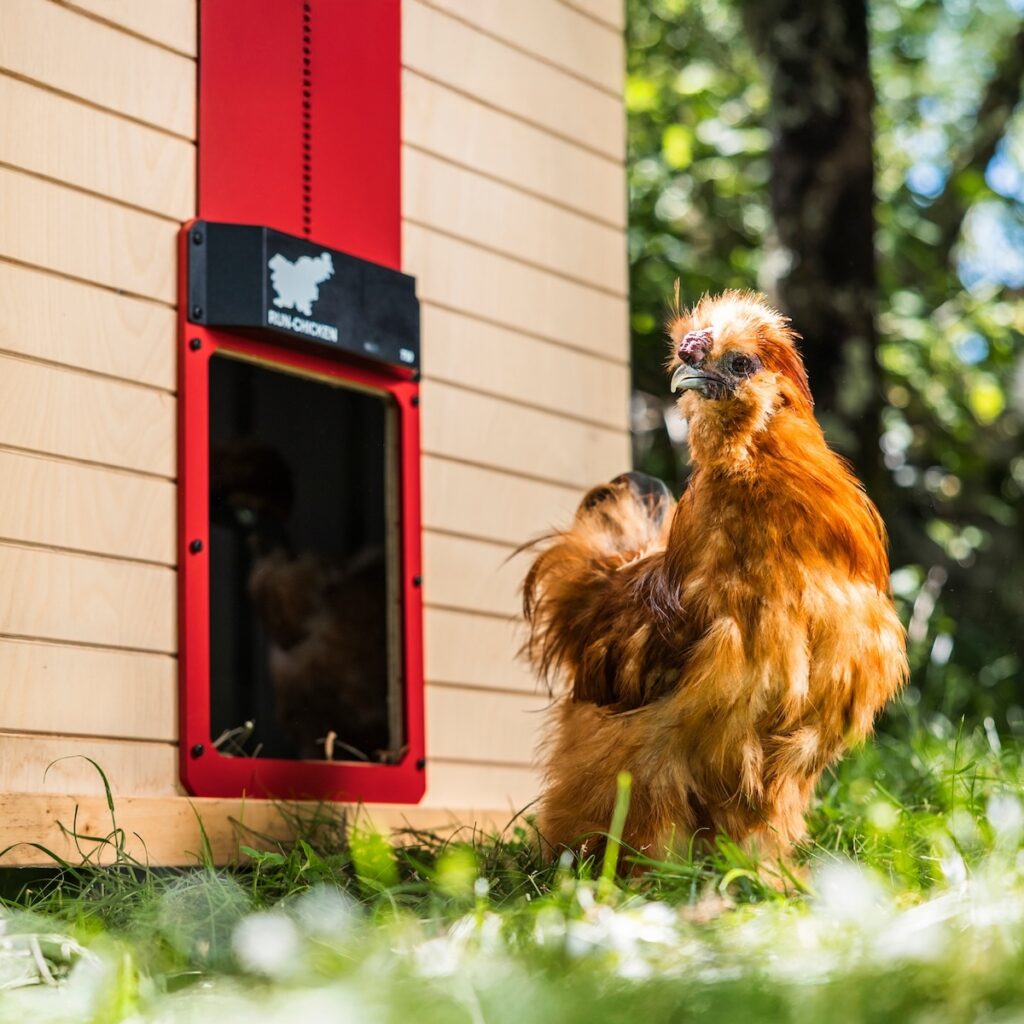 Silkie chicken standing in front of opened RUN-CHICKEN doop door, mounted on a wooden coop.