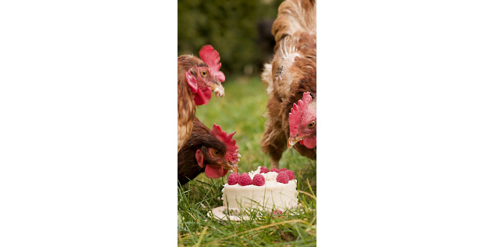 Recipes for chickens