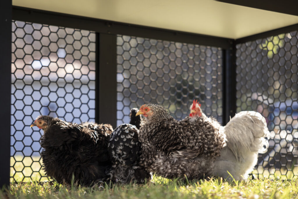 chicken coop