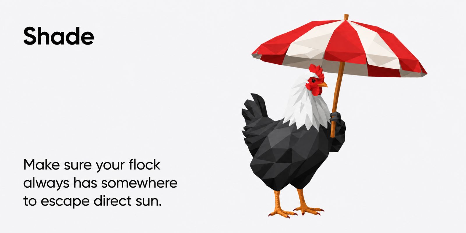 Summer chicken care