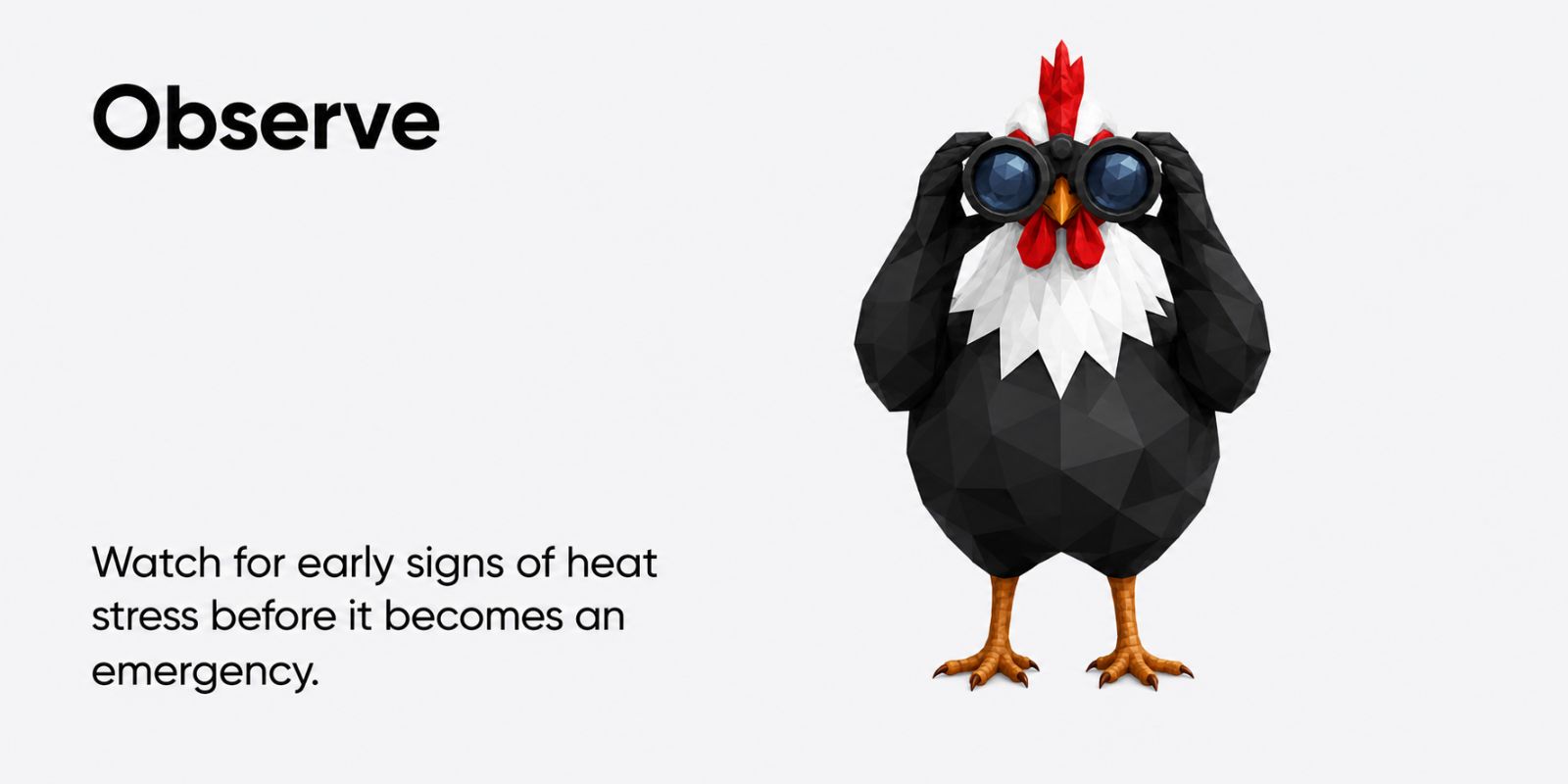 Summer chicken care