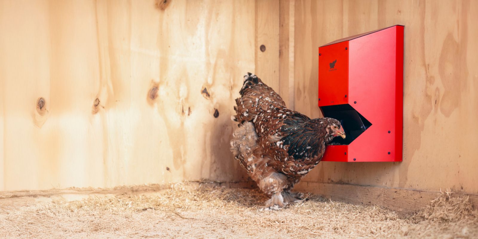 Chicken Feeder